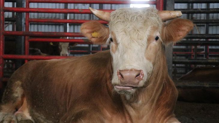 1,5 tonluk dev tosun! 