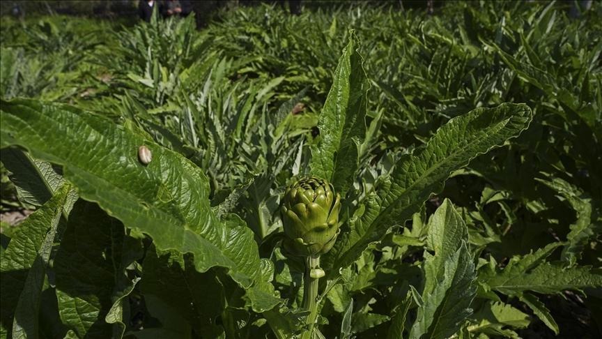 Enginar verimi arttı