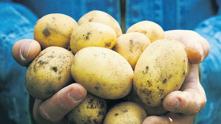 Savaş Avrupa’da patates fiyatlarını yüzde 700 artırdı. Türkiye'de ise patates tarlada kaldı