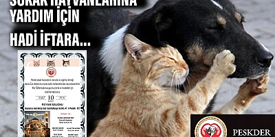 Sokak hayvanları için hadi iftara...