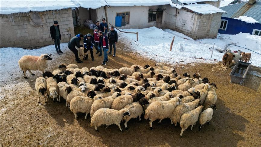 Van'da küçükbaş hayvancılık devlet desteğiyle artıyor